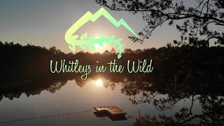 Whitleys in the Wild