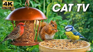 Videos for Cats to Watch 🐱 Beautiful Garden Birds and Curious Squirrels on Cat TV