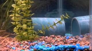 Jack Dempsey Fish.MOV