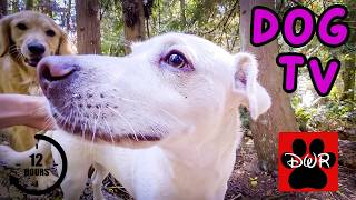 🐕‍🦺💜 Daycare for your dog!  Dogs can't resist this Video! 🐕‍🦺🐕🌦🌲