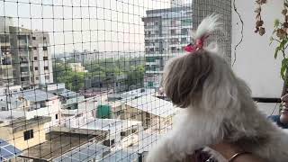 Rare Mantis found in Gujarat india 😱 #trending #pets #cute #gujarat #india #birds 