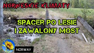 Spacer wzdłuż rzeki w lesie i zawalony betonowy most.