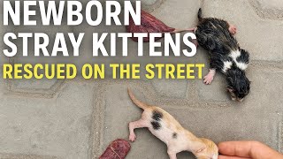 刚出生的小奶猫被遗弃街头，幸得救助 | Abandoned Newborn Kittens Found on the Street and Rescued