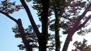 08-Japan-05-01-RoboChirp