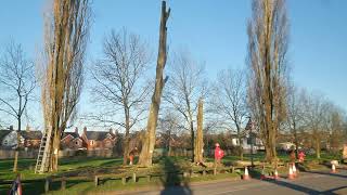 Trees being felled in Stroud Green.