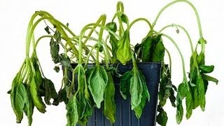 Excessively dramatic revival of a basil plant. Time-lapse.