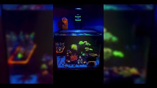 Pixel LED Growing Coral Frags Incredibly Well