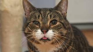 Pet of the Week Mr  Pickles