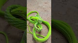 ANG DAMI NG AHAS SA PALIGID #HERPING #ANIMALS #WILDLIFE