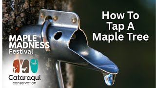 Tree Tapping at Maple Madness Syrup Festival in Kingston, Ontario