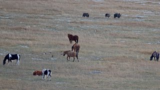 Stallion Charges Bear Sow & Cub in his Paddock
