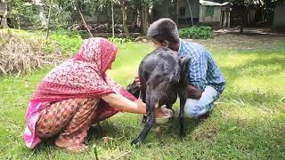 handsome couple goat milking by hand