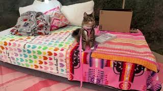 Camping in the Rain with a Snarky Cat in a Clear Tent