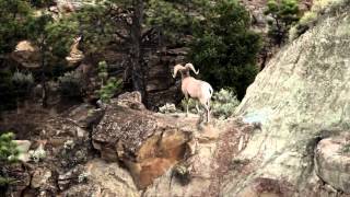 Greg White World Record Ram