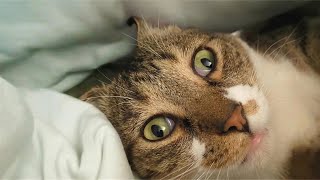 FUNNY Cats That INSTANTLY Fix Your MOOD 😂🐸 | Flying Cat Moments