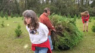 Tree Shopping! || Christmas Time is Here ep. 2