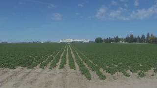 Potato Growing Season Timelapse