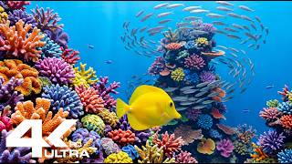 Serene Aquarium 4K | Cure Insomnia with Ocean Sounds