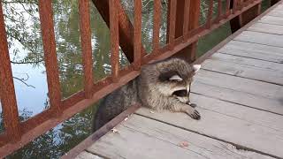 Another Bridge Racoon Toll