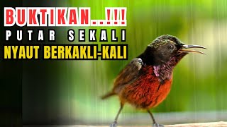 PANCINGAN KONIN GACOR FULL ISIAN MEWAH COCOK UNTUK MASTERAN KOLIBRI NINJA GACOR NGOBRA  - RJK06