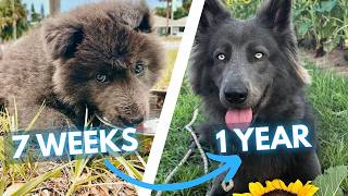Blue Bay Shepherd Puppy to Dog Transformation (6 Weeks to 1 Year)