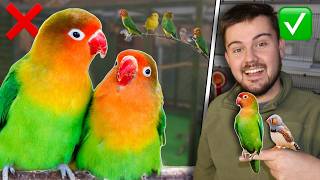 Can Lovebirds Live With Finches? My Honest Experience | 12/31