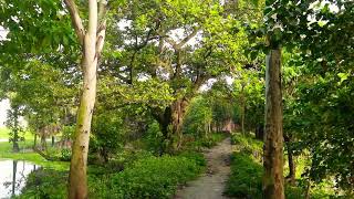 Morning Birds Song ! ভোরে পাখির ডাকের সুর