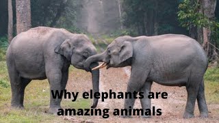 Why elephants are amazing