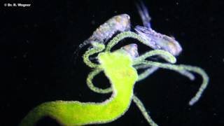 Hydra Viridis (Green Hydra) is eating a waterflea