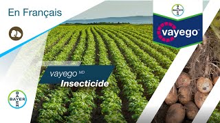 Protection contre les principaux ravageurs de la pomme de terre avec l’insecticide vayego
