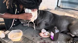 The Bandages are not staying! IDK WHAT TO DO 😤 #canecorso #kingofthedogs