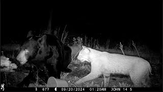 50 of the Craziest Trail Camera Videos of 2024 (In order)