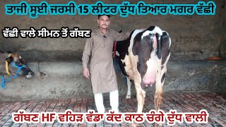 ਤਾਜ਼ੀ ਸੂਈ ਜਰਸੀ 15 ਲੀਟਰ ਦੁੱਧ ਮਗਰ ਵੱਛੀ HF ਵਹਿੜ Sexed ਸੀਮਨ ਲੱਗਿਆ ਚੰਗਾ ਕੱਦ ਕਾਠ।