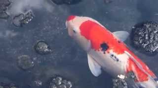 Beautiful Koi Fish