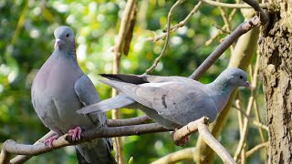 Must-Watch Live: Graceful Pigeons Feeding Naturally in Stunning Free Movements #pigeon #live #nature