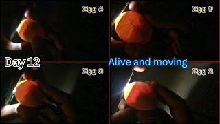 Day 12 Egg Candling 🥚✨ | All 9 out of 10 Chicken Embryos Alive & Moving Inside!