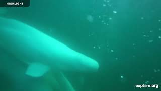 Beluga Boat Underwater Cam 2025 | Highlights