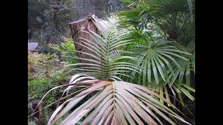 Kentia palm tree after a freeze