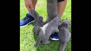 Cute kittens take a walk on a field
