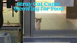 Cat came calling 猫