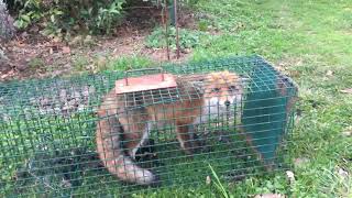 renard pris au piège