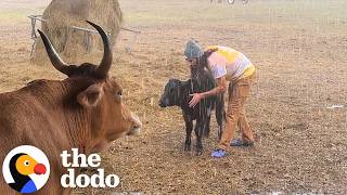 Blind Baby Cow Needs Dad's Help When It Rains | The Dodo