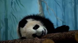 Snorlax - Chill Beat (Fast)