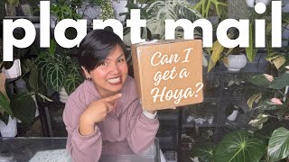 Unboxing 3 Silvery Wishlist Hoyas I’ve Been Saving Up For! 🤍✨