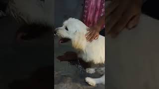 Cute Dog 🐕 🥰🥰 || Short video || @mr.blogger