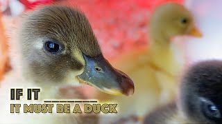 Quack!  We got some ducks #dayinthelife