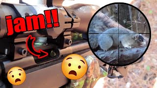 Squirrel Hunt with .22 LR for Fox Squirrels - Rossi RB22 Hunting #squirrel #22lr #outdoor #hunting