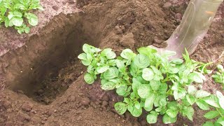 TRANSFORMER – Water Penetration in Potatoes
