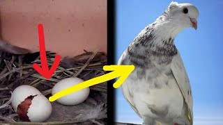 PiGEON GROWTH / From hatching from an egg to an adult bird