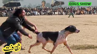پاکستان کے موسٹ فیمس بولی ڈاگز | champion big bully dogs | bully gultair dogs | p  | pitbull  buly